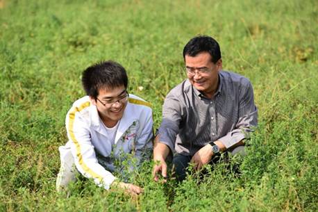 在华农紫花苜蓿实验田赵剑教授在指导