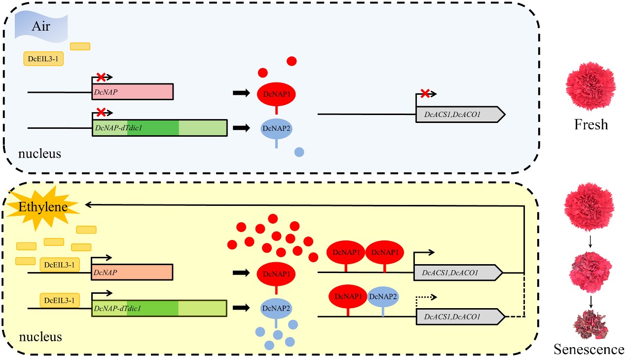 图4 乙烯在转录后水平调控康乃馨花瓣衰老的工作模型