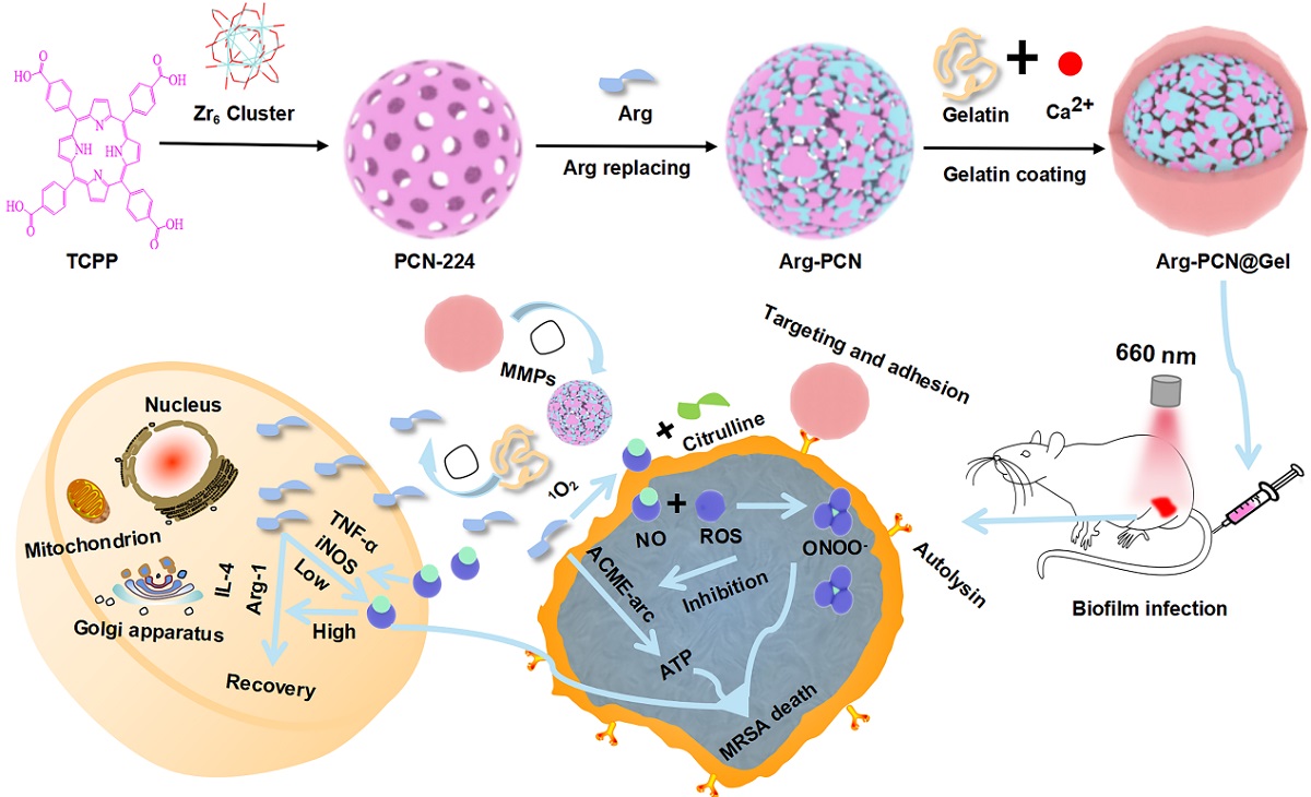 Arg-PCN@Gel的制备及其靶向协同光动力疗法和营养免疫疗法的示意图