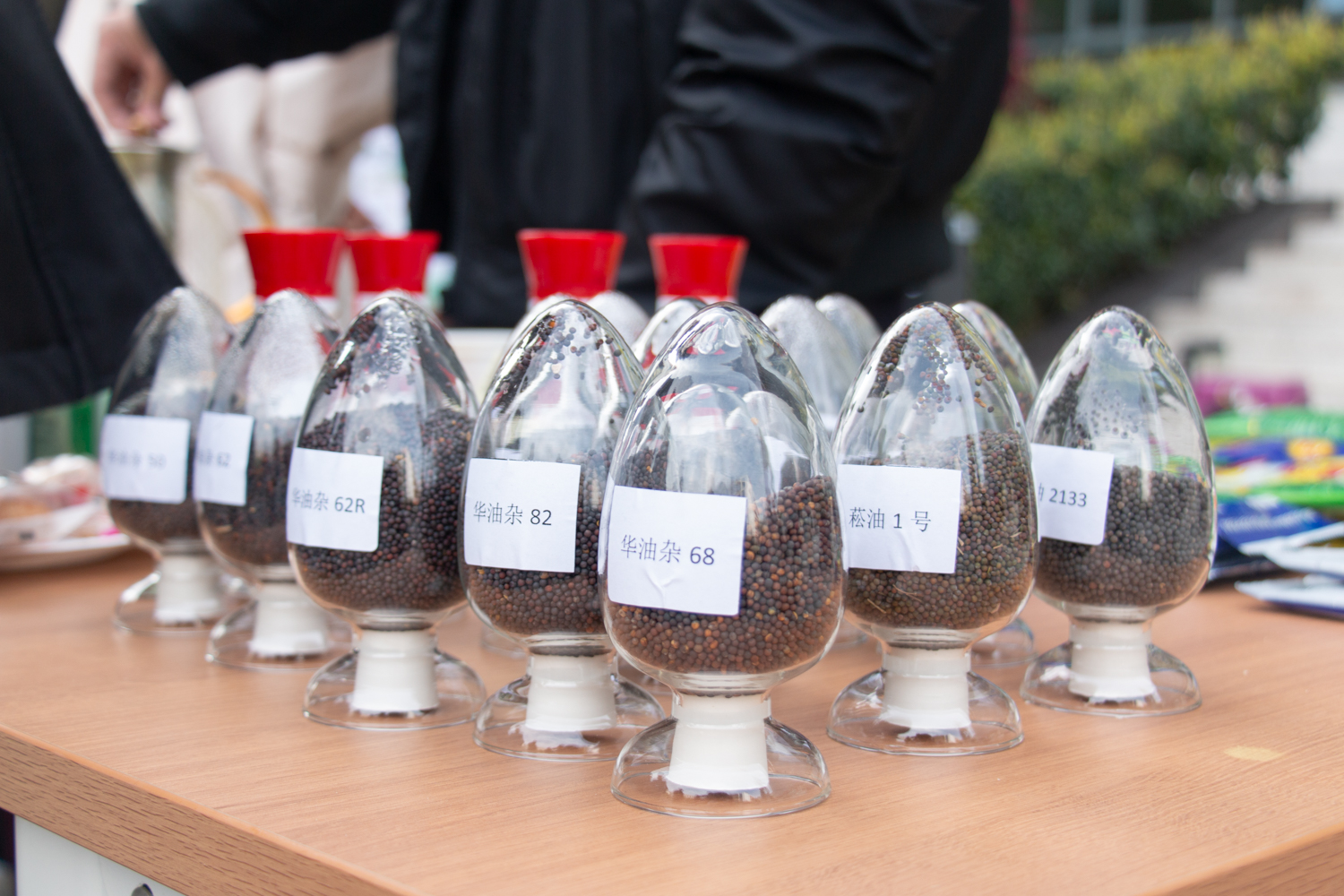 活动现场展示了我校油菜科研团队研发的部分代表性油菜品种(学通社记者 高浩洋 摄)