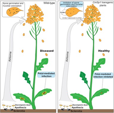 图2. 油菜花瓣特异表达蛋白酶基因CmSp1抑制核盘菌子囊孢子侵染的模式图
