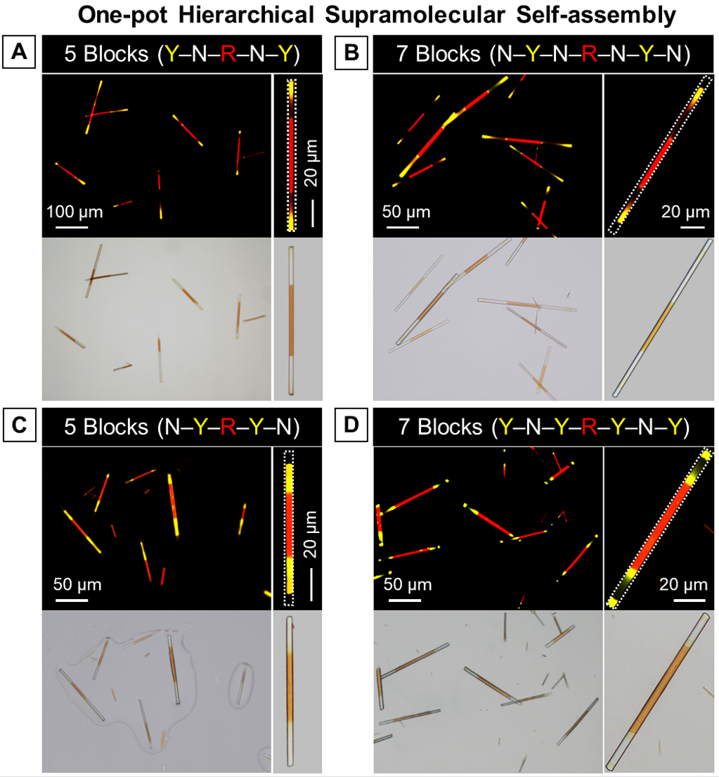 图3：一锅法多级超分子自组装制备荧光5嵌段和7嵌段微棒