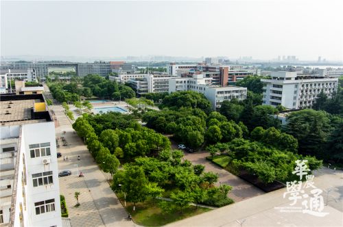 2.狮山广场上,丛丛绿林予人清凉。