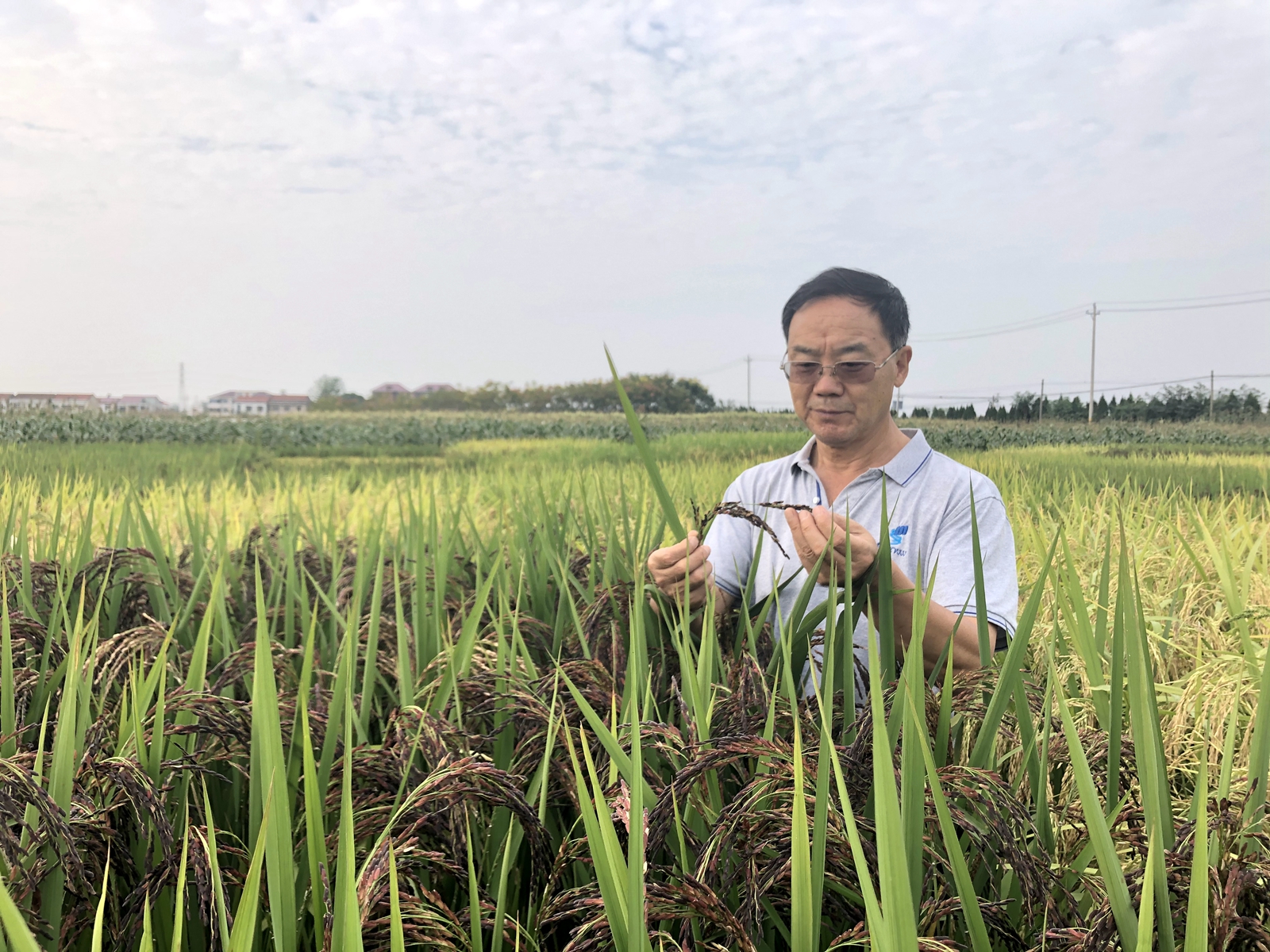 张启发 黑米研究