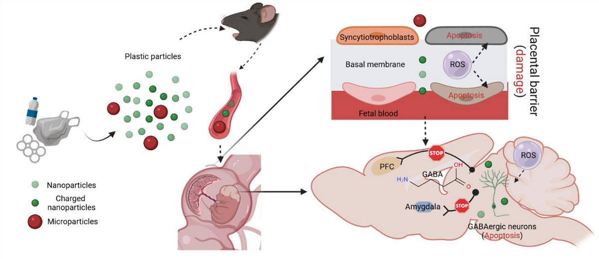 塑料降解颗粒对胎儿神经发育的毒理学机制示意图