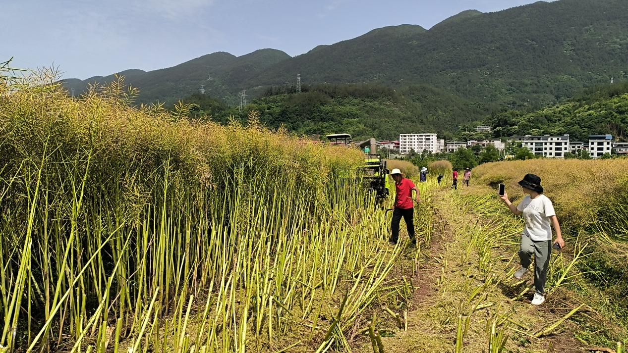 副本科技赋能“一条链” 油菜花开“三重金”(1).docx