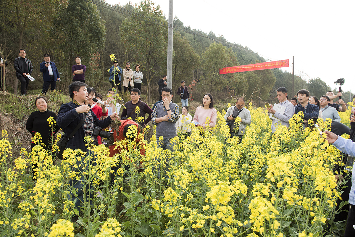 鲁剑巍教授介绍施肥效果