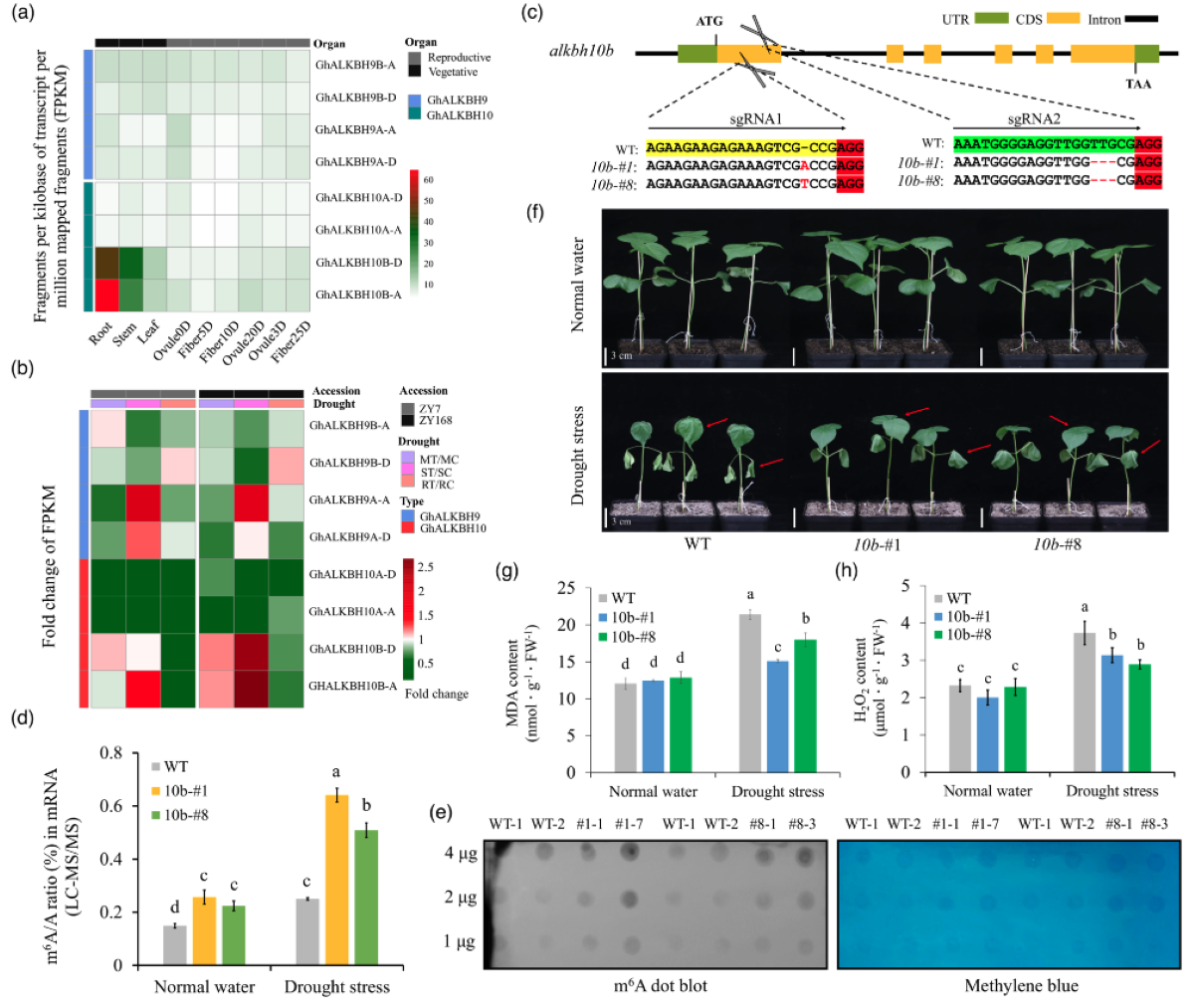 图2 GhALKBH10B参与棉花RNA 去m6A修饰