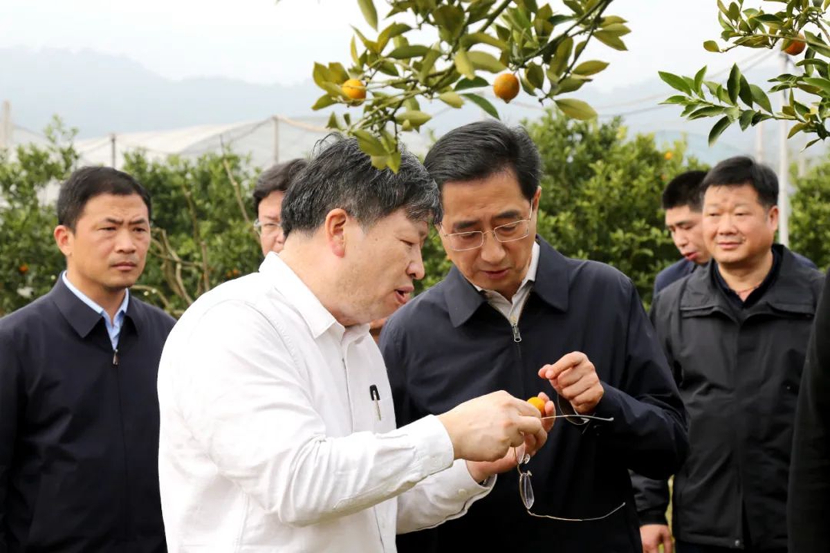 11 1月14日,邓秀新院士与广西壮族自治区人大常委会副主任、党组副书记、柳州市委书记张晓钦(前右一)在融安县金橘苗木培育基地交流金橘种植情况(通讯员 蒋阳阳 摄)