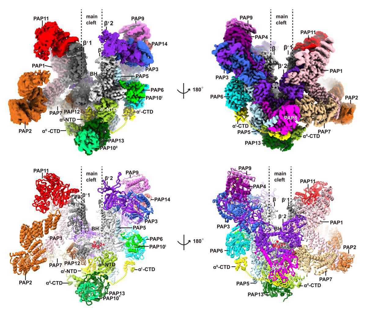 A three-dimensional structure of the chloroplast gene transcription machinery. [Photo provided to chinadaily.com]