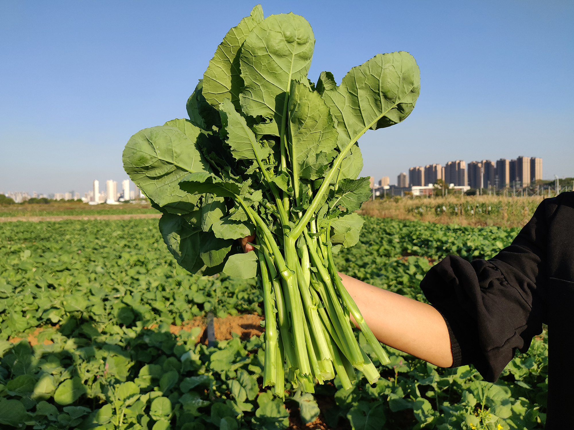 收获的第一茬“狮山菜薹”（记者 刘涛 摄）