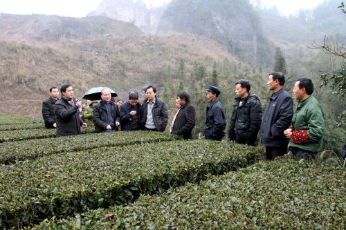 挂职宣恩县农业局副局长的周继荣博士在晓关乡指导有机茶生产_副本