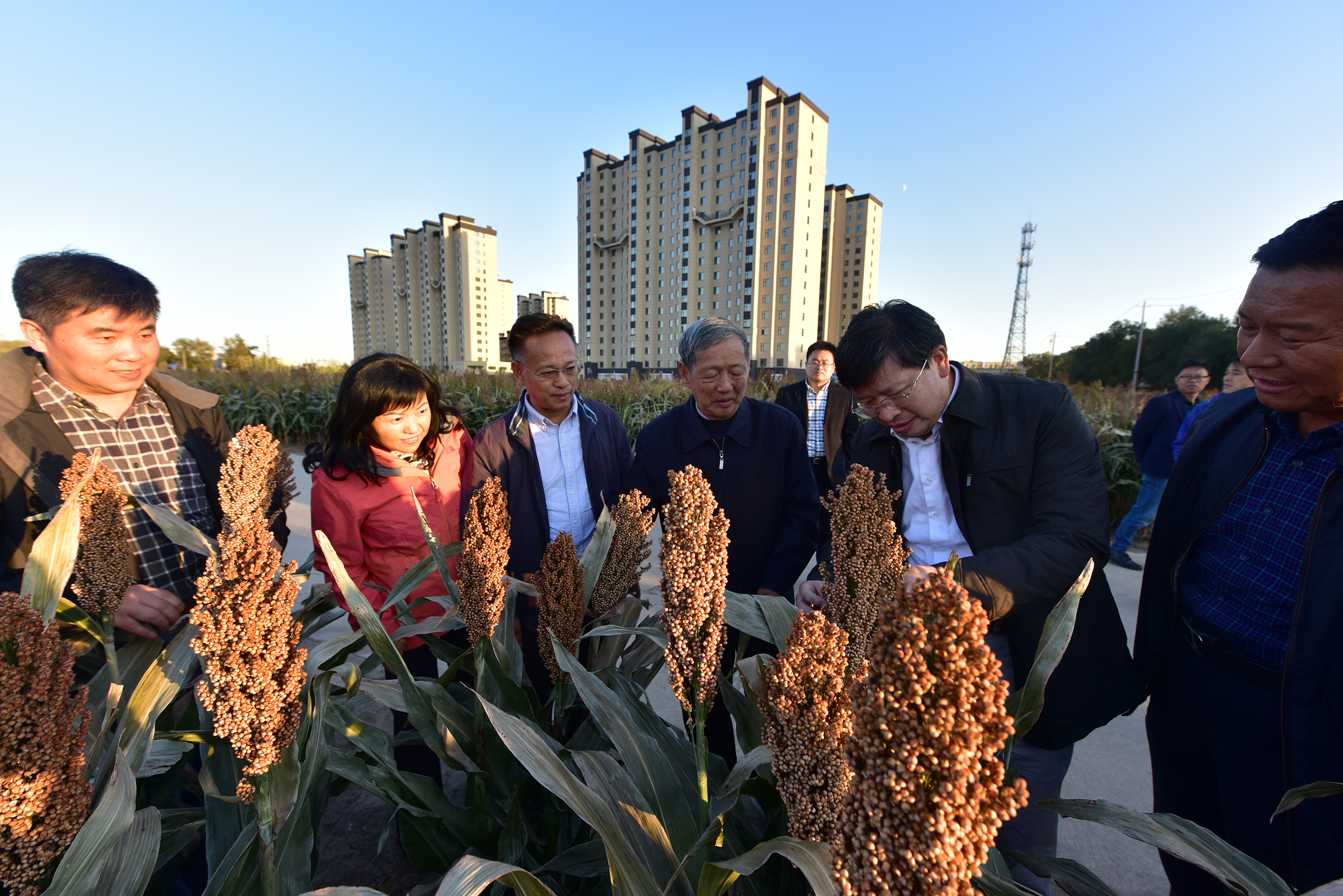 在白城农科院调研高粱种植