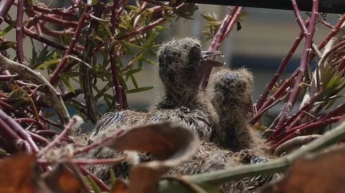 3月13日，小斑鸠在盼望父母，它们饿了。
