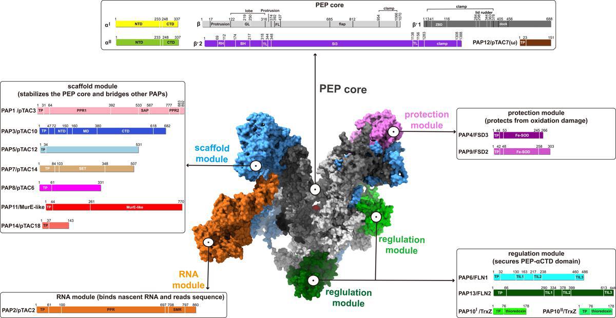 The structure of the chloroplast gene transcription machinery. [Photo provided to chinadaily.com]