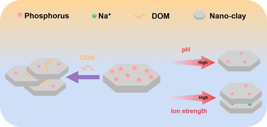 不同环境因子调控纳米粘土磷吸附的示意图