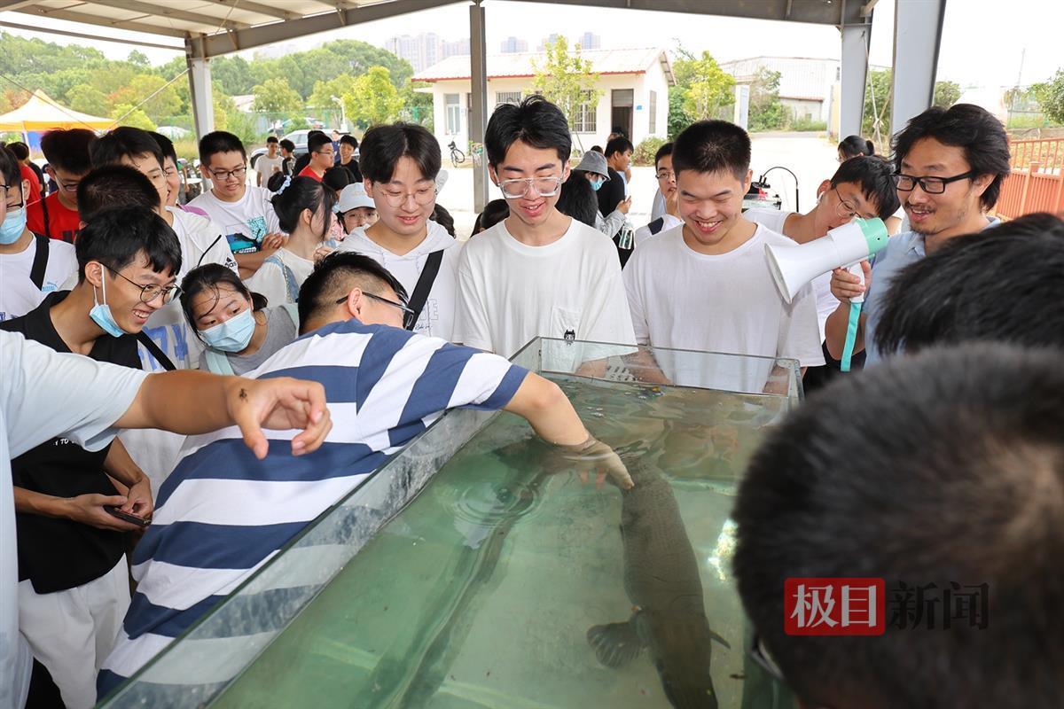 近距离感知鳄雀鳝