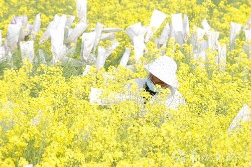 梁喻 几乎淹没在油菜花田里的实验工作者,淹没在自己的劳动成果里