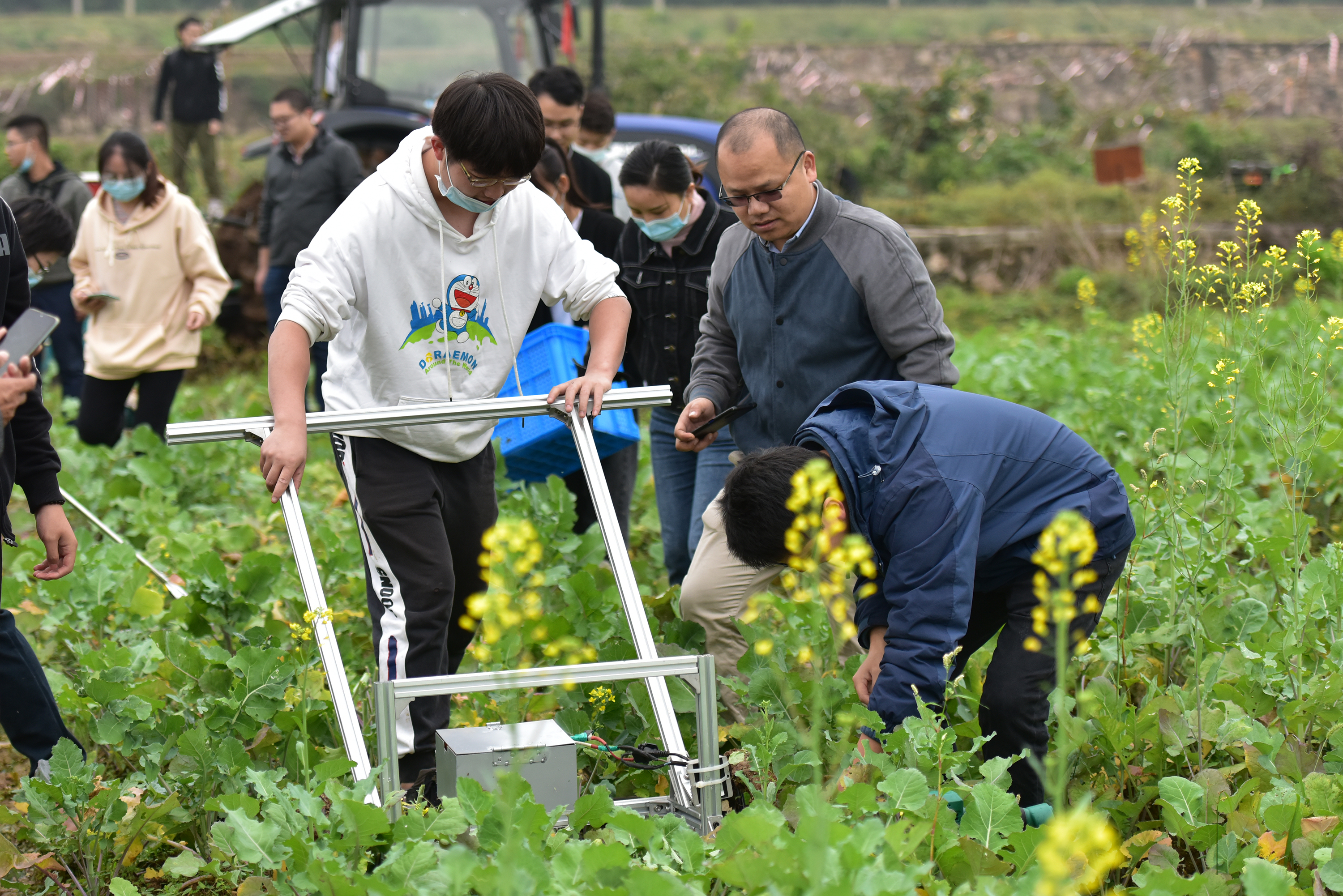 手推式采收机收割“狮山菜薹”