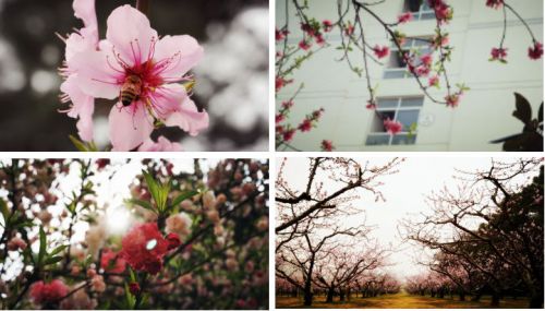 10图十 桃之夭夭