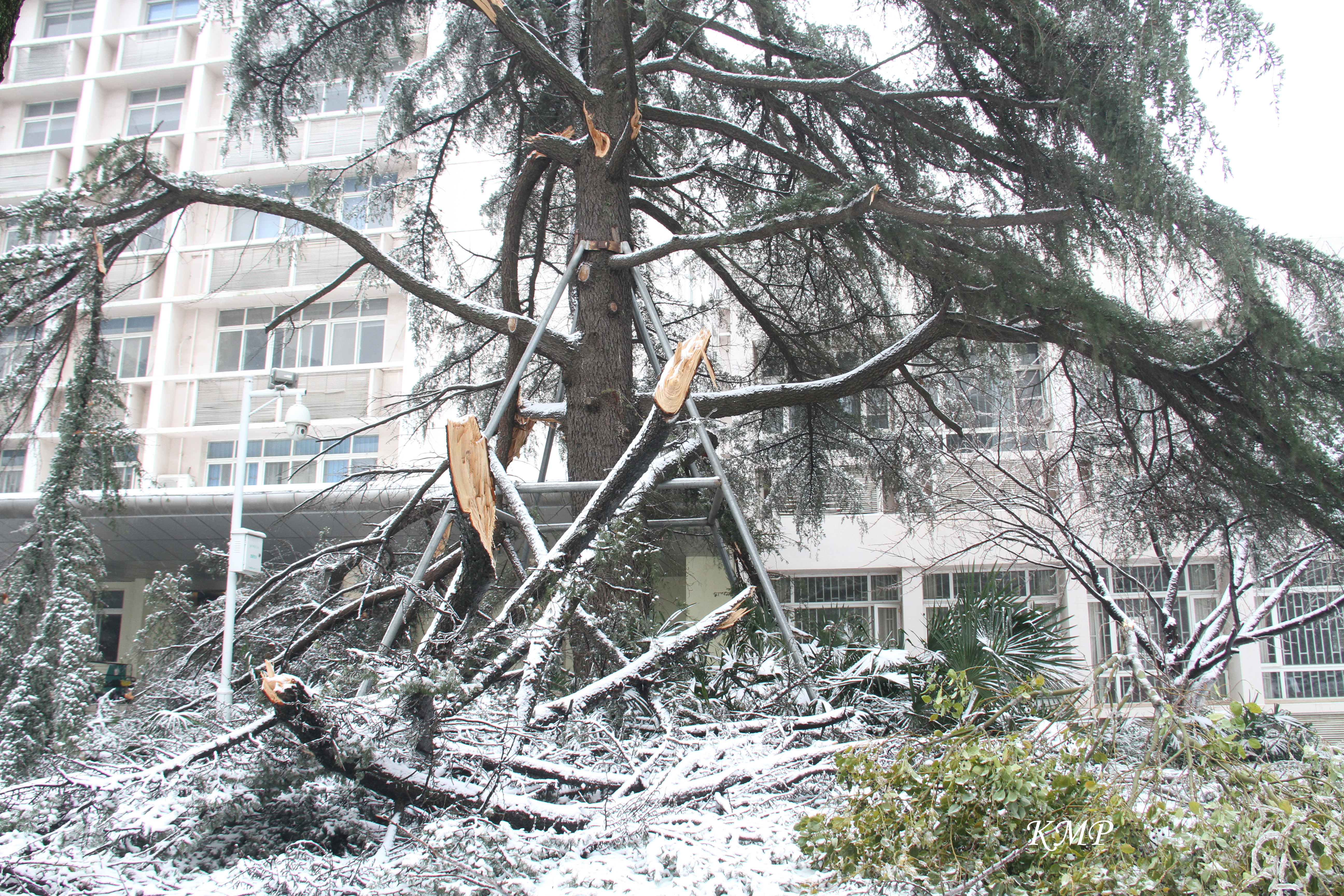 冻雨和暴雪之后，树枝纷纷倒伏（通讯员 彭克美 摄）