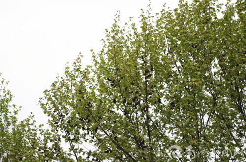 普通悬铃木上已结了许多黑色的果子