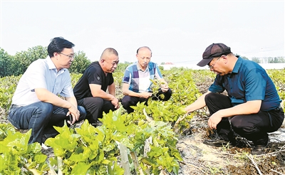 河南农业大学教授毕会涛（右）在河南省濮阳市台前县推进项目实施并开展技术指导（河南农业大学 供图）