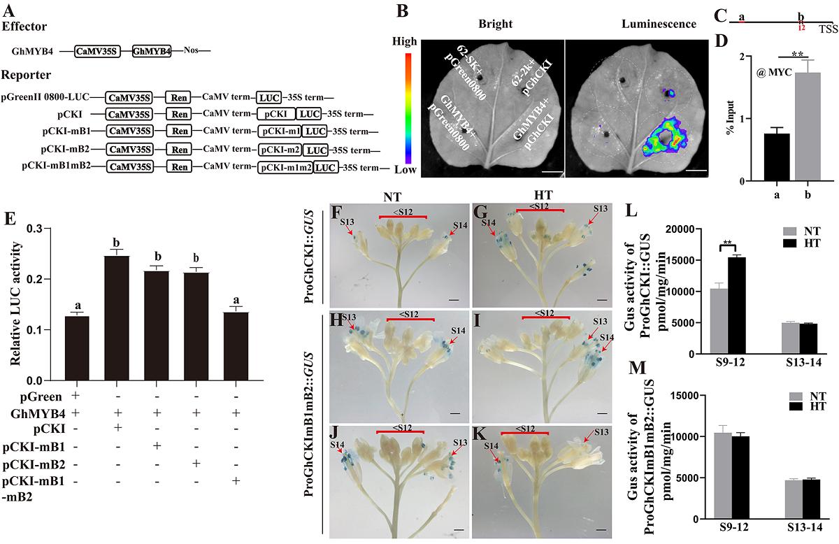 图1. GhMYB4结合GhCKI的启动子并激活其表达