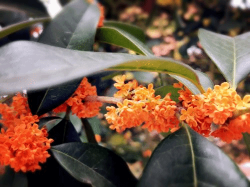 24132F2CBA53F42A4D77EBF3D71E9B09(1)