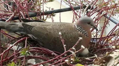 3月3日，发现斑鸠在孵蛋
