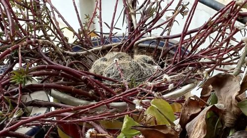 3月8日，刚刚出生的小斑鸠