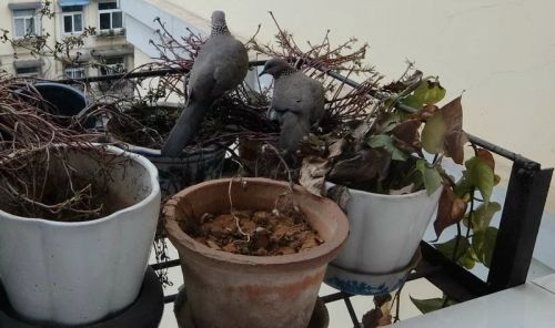 3月9日，斑鸠父母在交接班