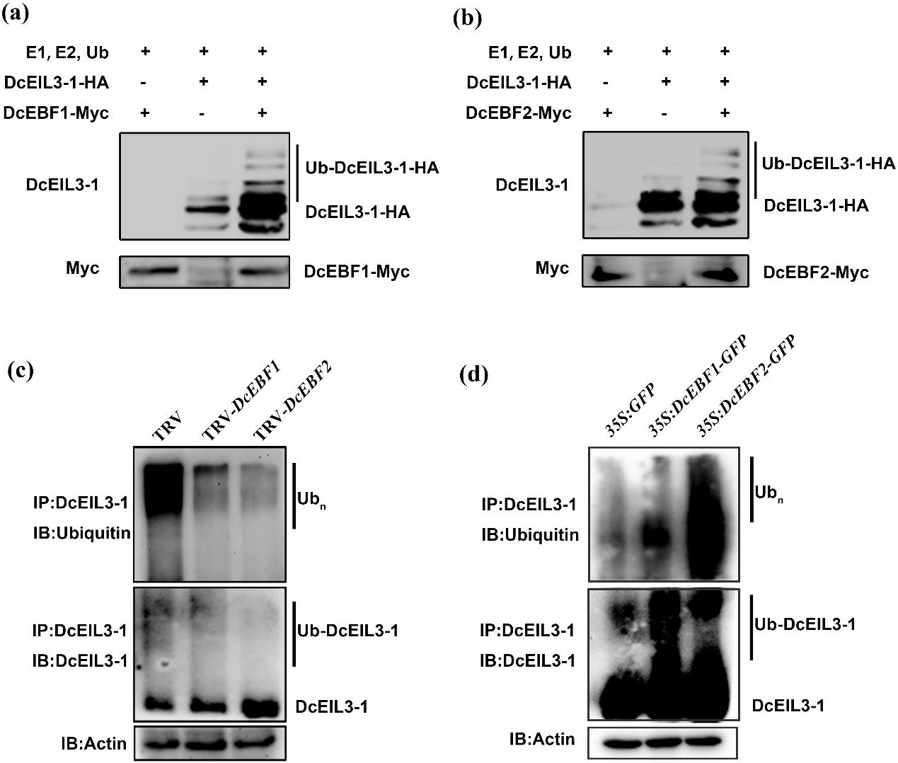 图2. DcEBF1和DcEBF2 能够泛素化修饰DcEIL3-1