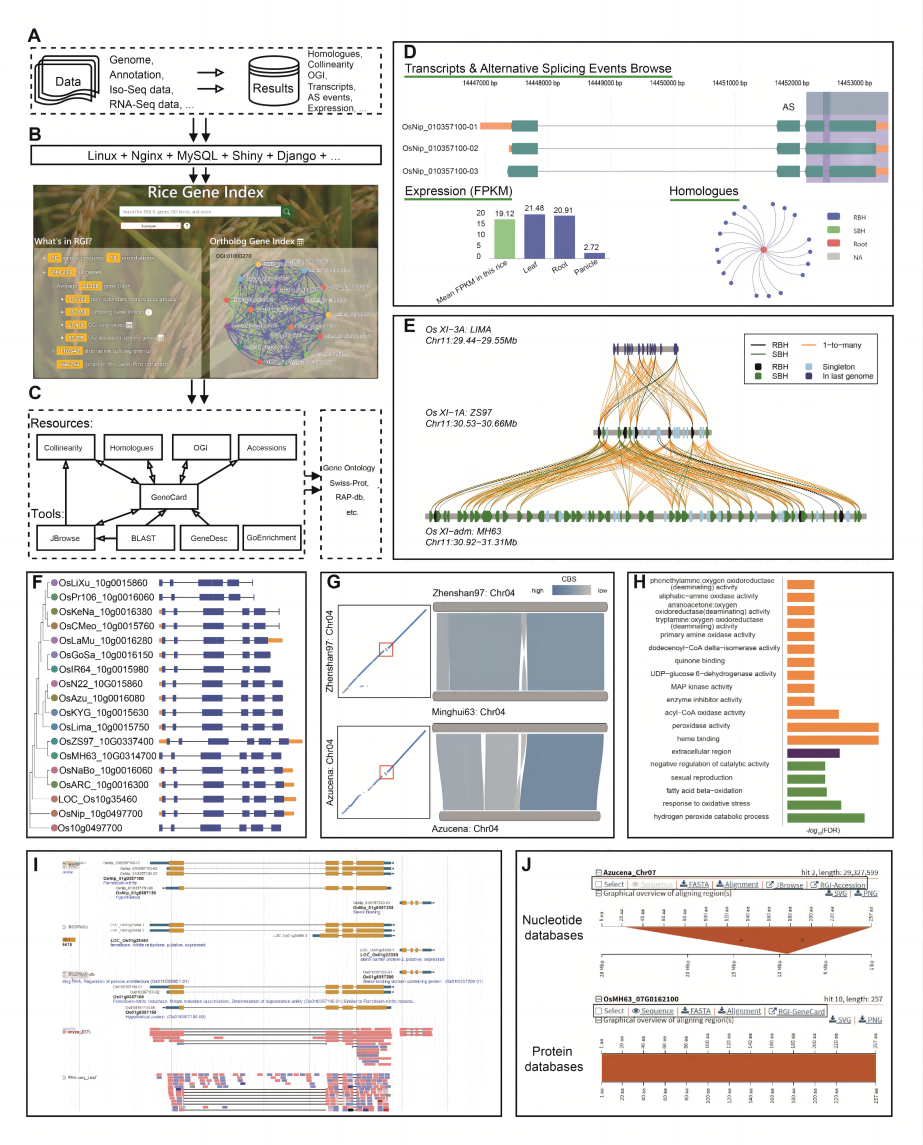 图2 水稻基因索引数据库