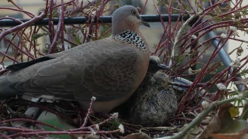吃饱之后，小斑鸠偎依在大斑鸠胸前