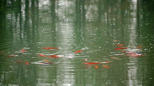 畅游水中的鱼群