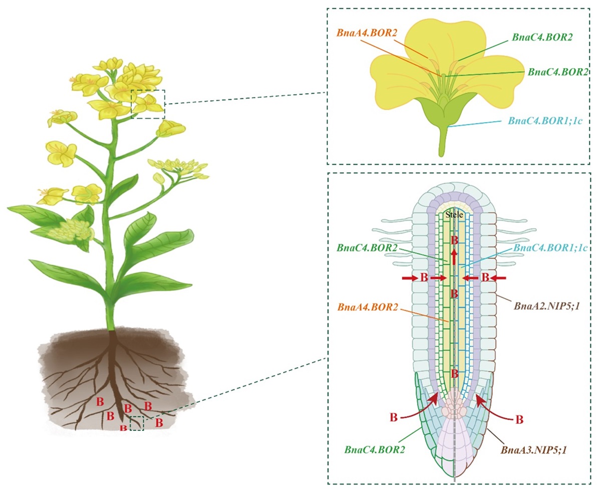 油菜根系硼吸收和转运的模式图