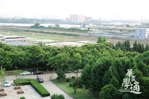 9.亚跨后的试验田,片片规整。