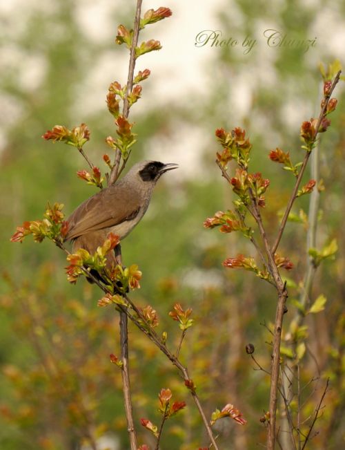一只小鸟傲然栖于树枝上