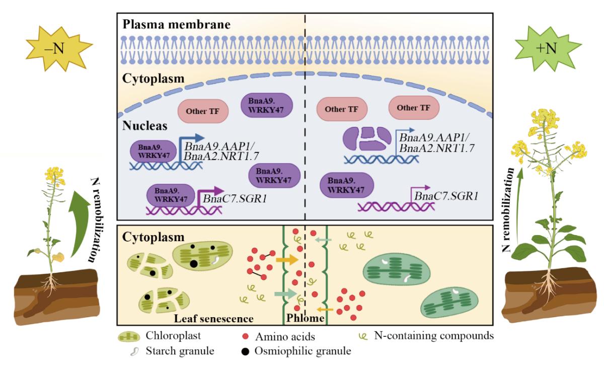图1 BnaA9.WRKY47调控甘蓝型油菜响应氮饥饿的工作模型(1)