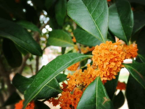 6BF63939AA53C2CE4A740D322F73A5E1(1)