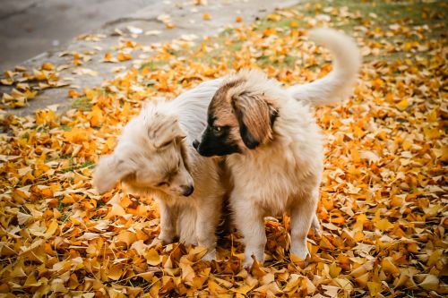 18.相互依偎更加温暖 毛伟泽