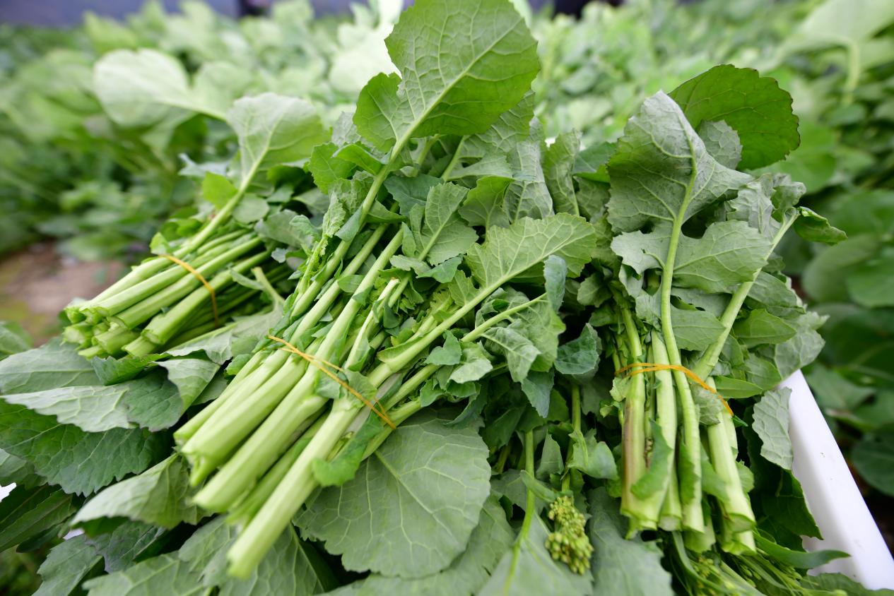 副本科技赋能“一条链” 油菜花开“三重金”(1).docx