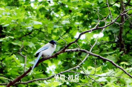 12.或是出门呼吸一下雨后清新的空气,听听鸟儿在树梢头上吱喳