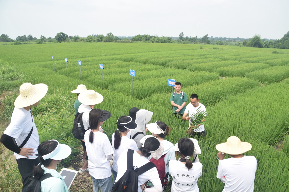 沙洋油菜“科技小院”团队成员贾跃峰学长向同学们介绍秸秆还田试验田中的水稻现状(供图人 通讯员 刘昕怡)