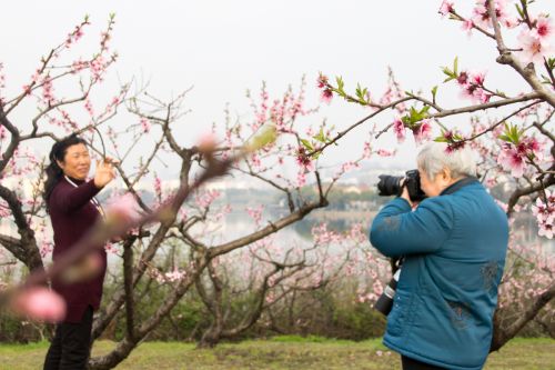 赏花、拍照留念的老人们【李晔】