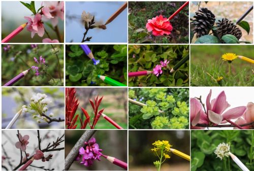 2图二彩铅绘华农