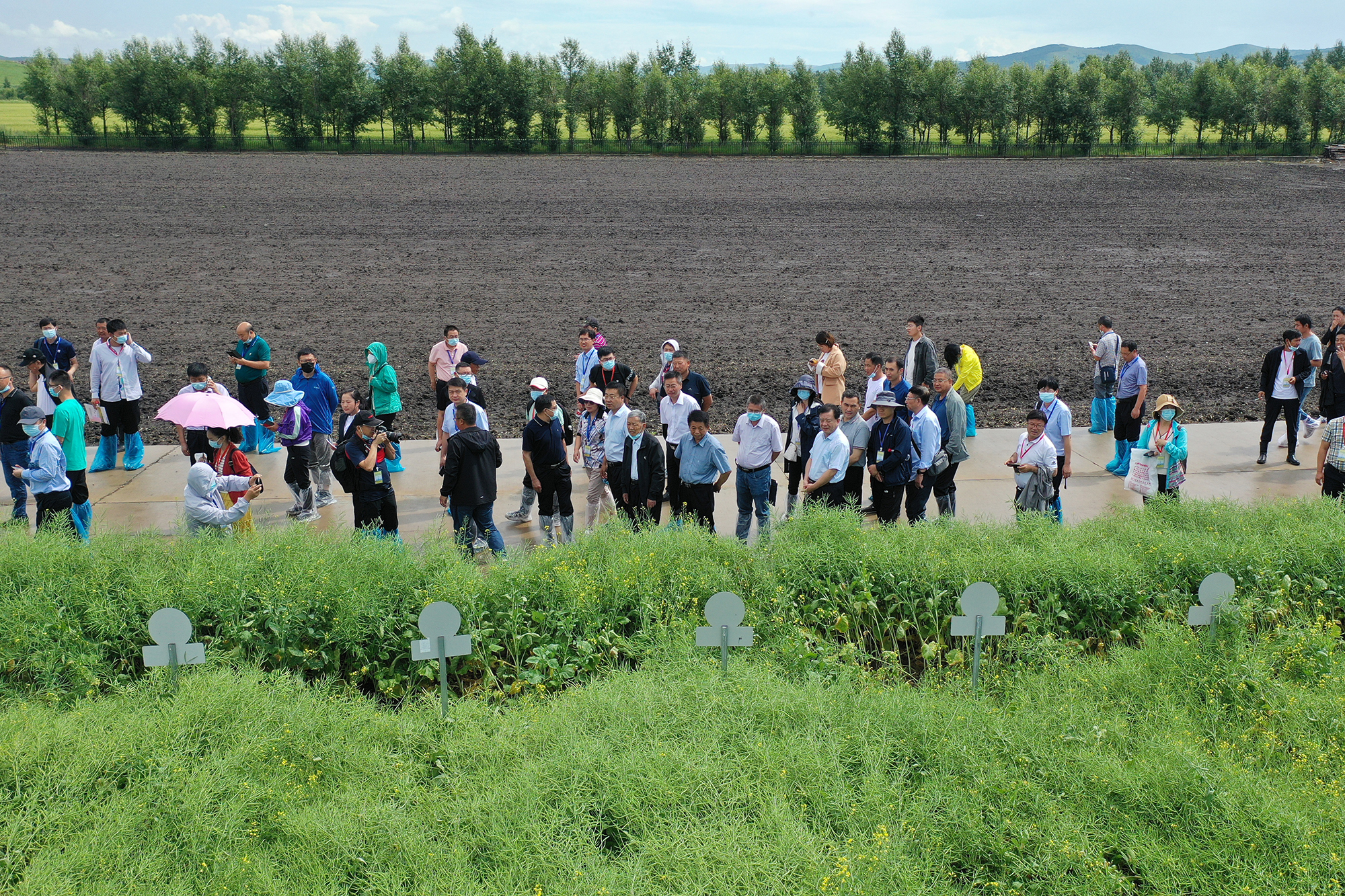 与会代表观摩国家油菜良种攻关项目油菜新品种展示试验及油菜新品种示范现场（记者 刘涛 摄） 拷贝