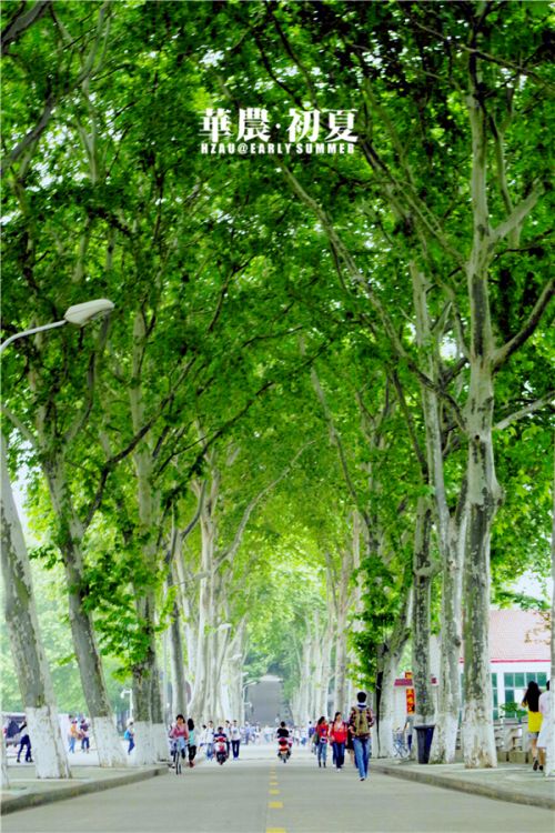 2.校道上的梧桐浓郁葱茏,路上来往的你我年少青葱