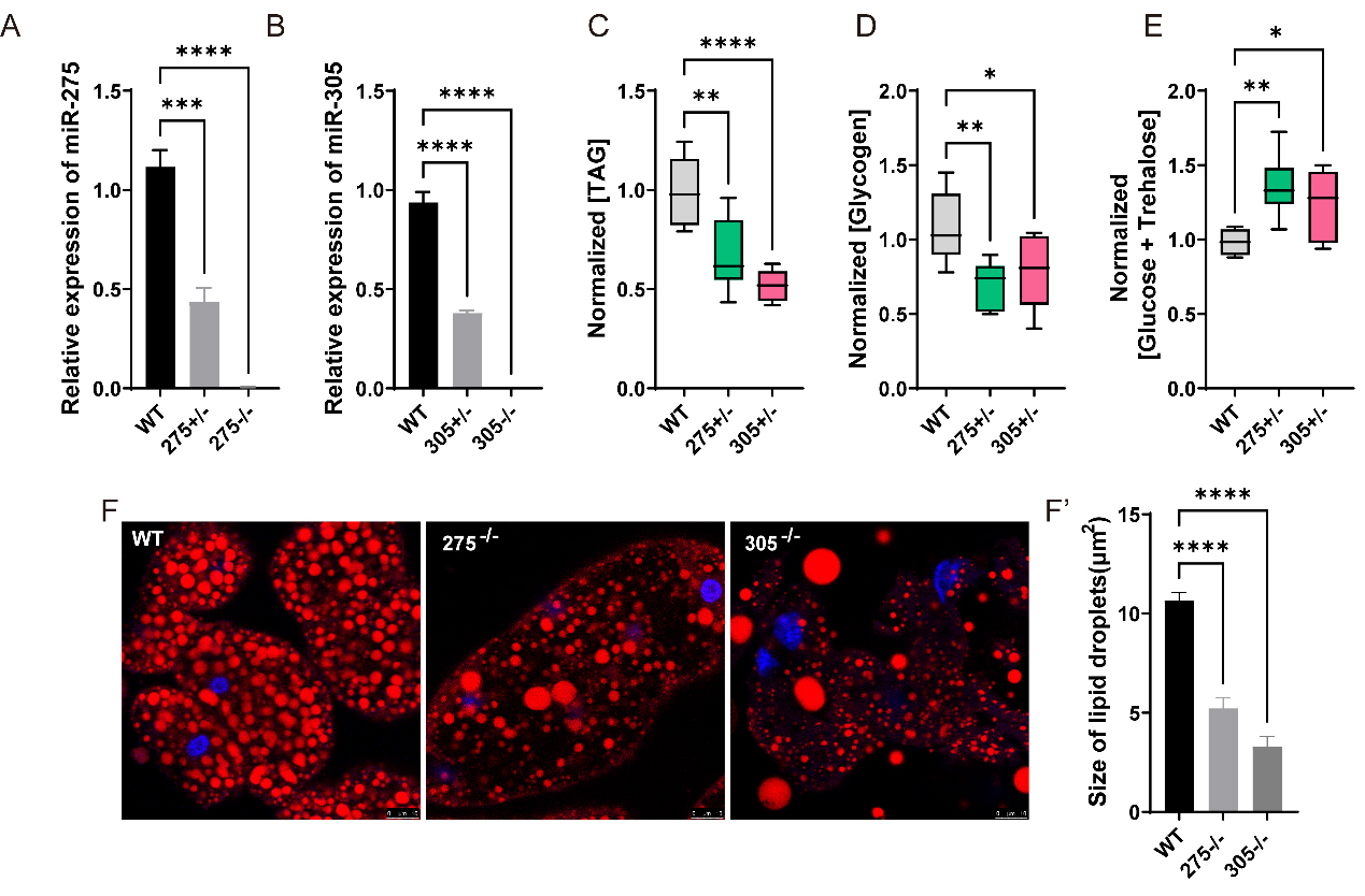 图1. 突变miR-275和miR-305影响成虫能量代谢